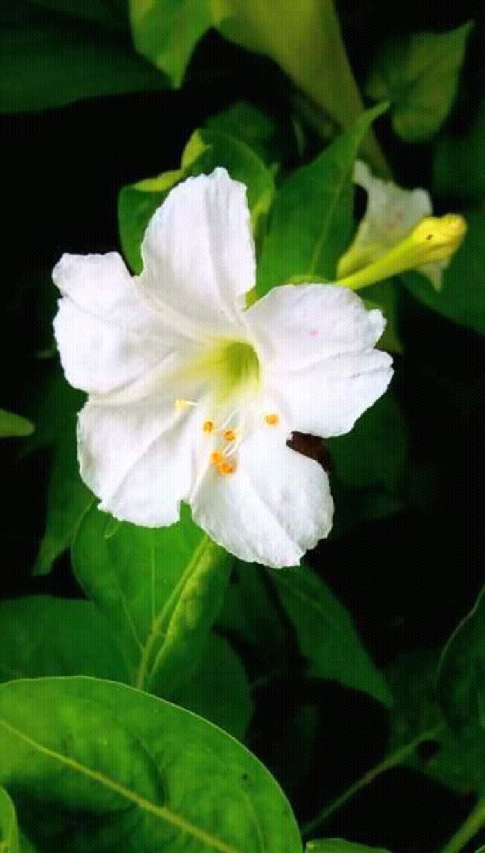 White Flower