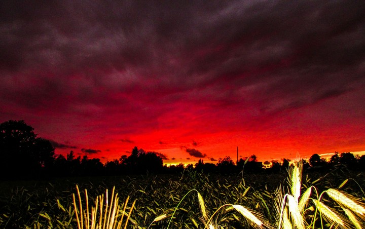 Rye field