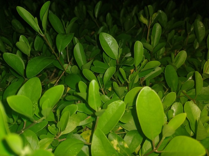 peace lives within leaves