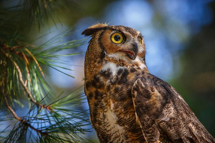 Cute Bird