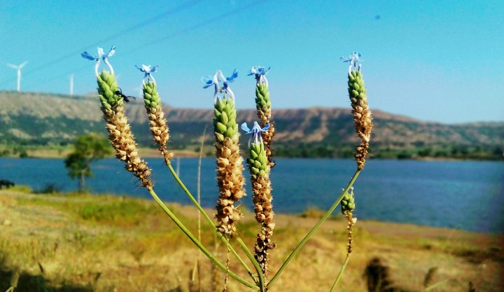 Bank of Dam!!