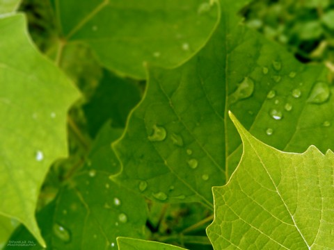 green_leaf_hdr_water_drop