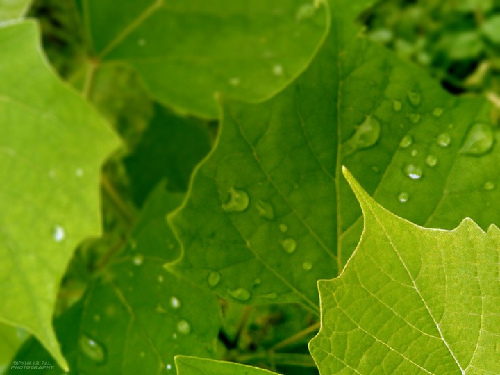 green_leaf_hdr_water_drop