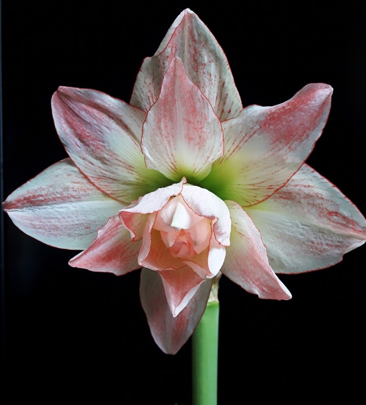 Hippeastrum