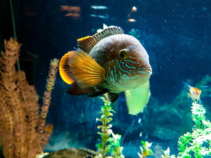 aquarium