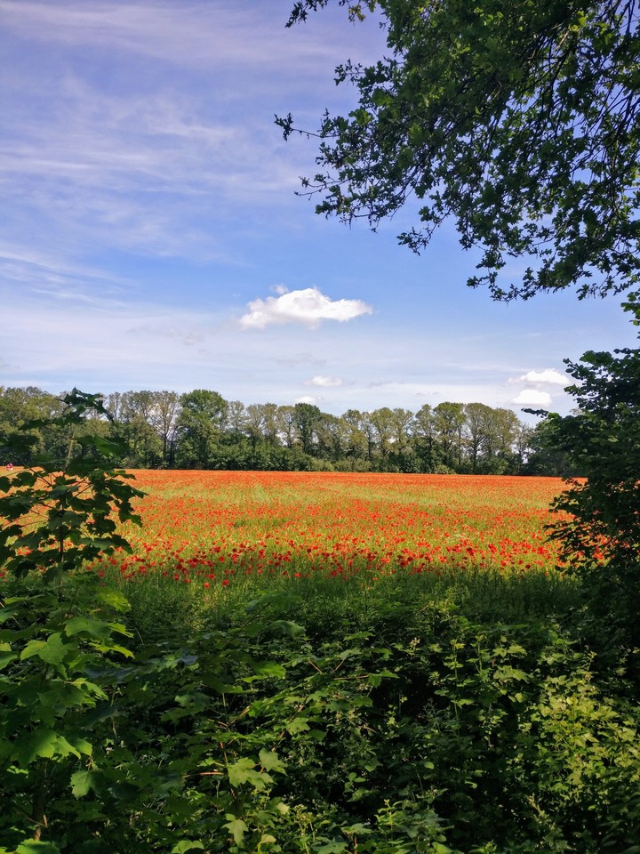 klaprozen