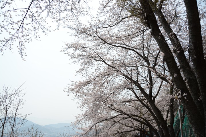 진해이미지