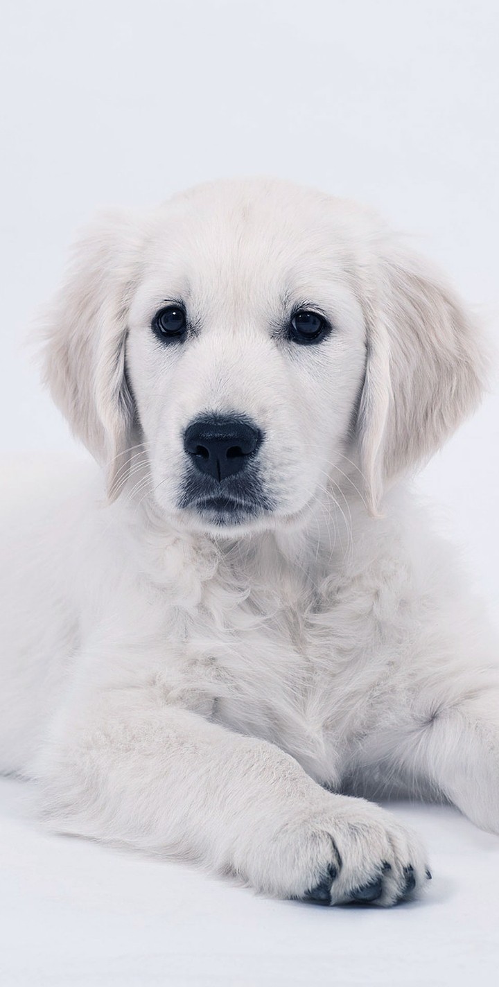dog♥️♥️