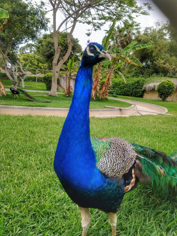 pavo real