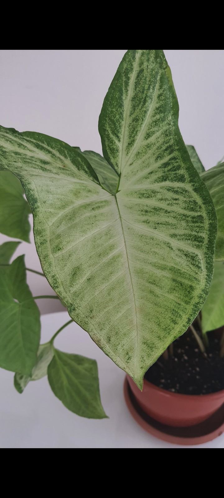 syngonium