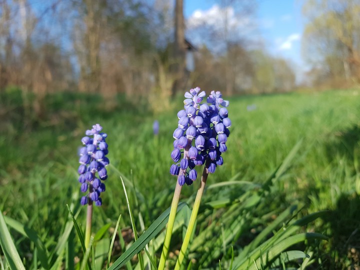Blume