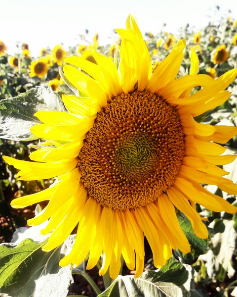 sunflower