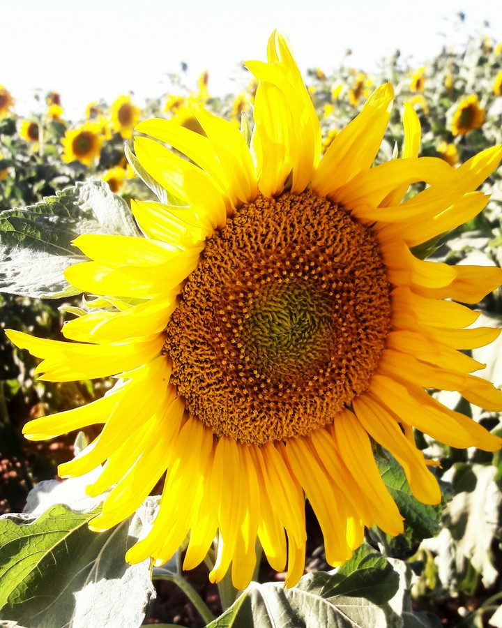 sunflower 