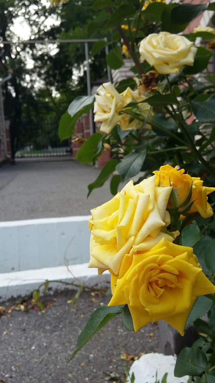 красота