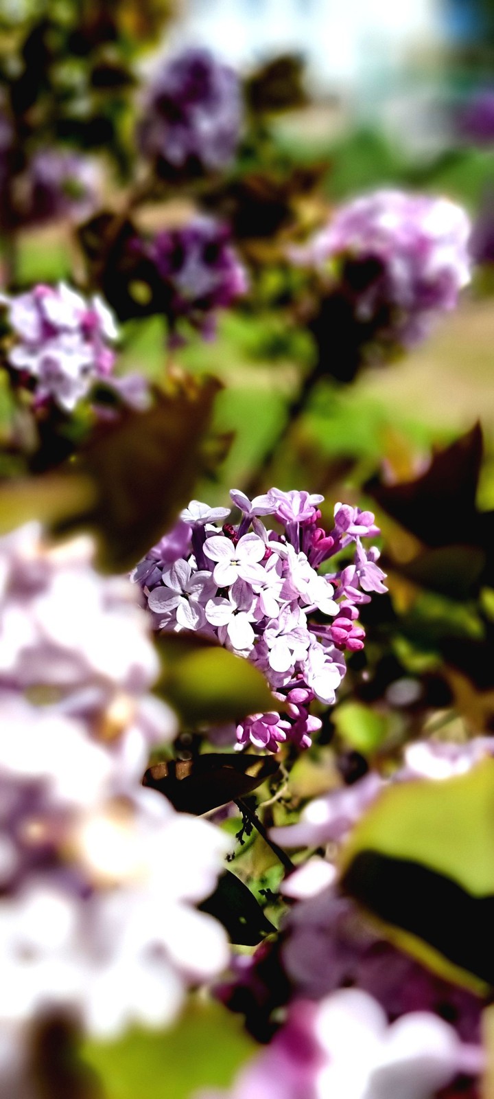 pink flower