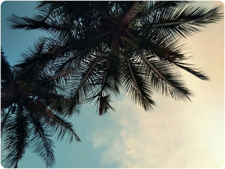 coconut tree