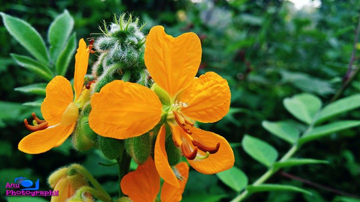 joungle flower