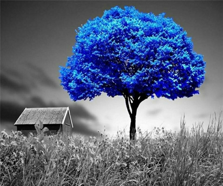 Blue_tree