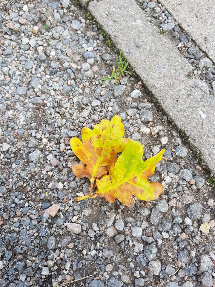 autumn leaves