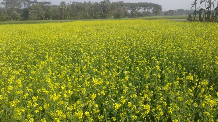 yellow garden
