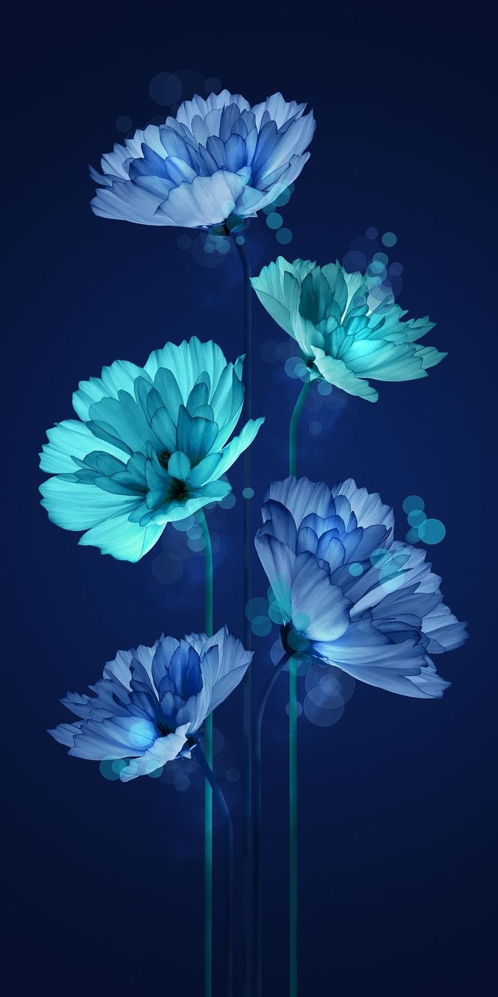 kieusa...Flowers ❤