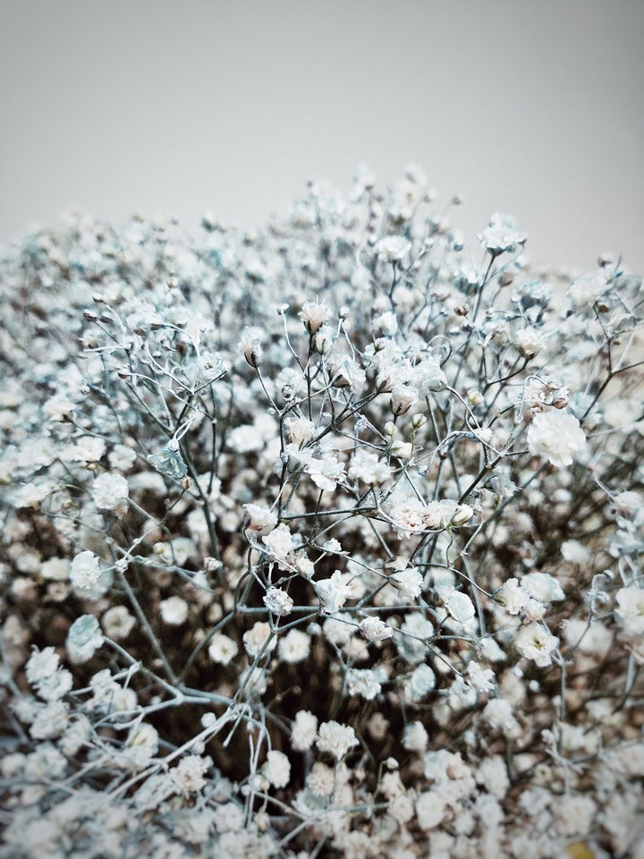 winter flowers