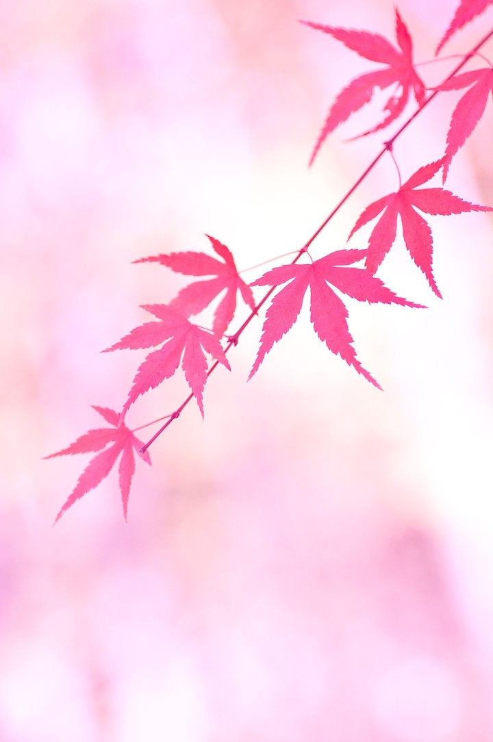 분홍색 단풍 잎