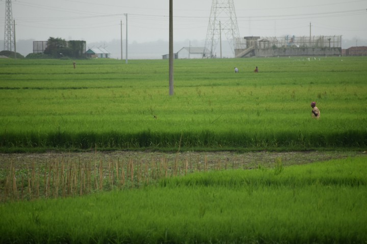 grass in Bangladesh