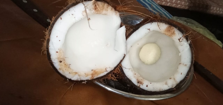 coconut