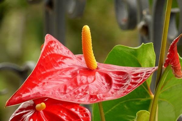 #anthurium