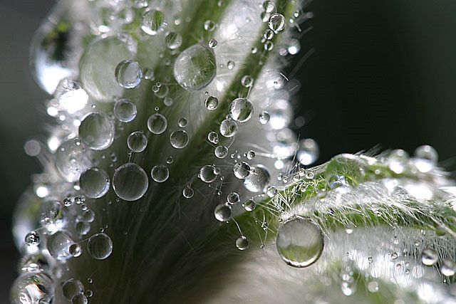 dew