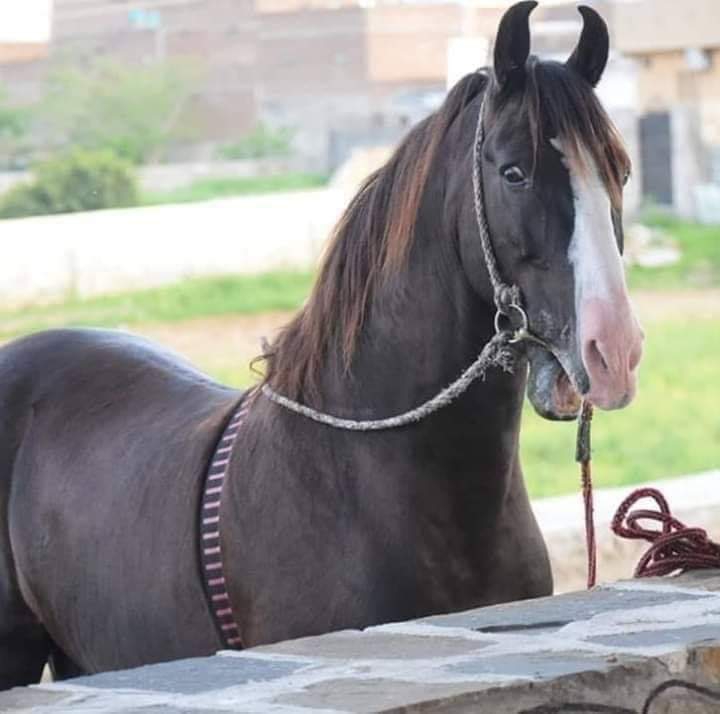 horse