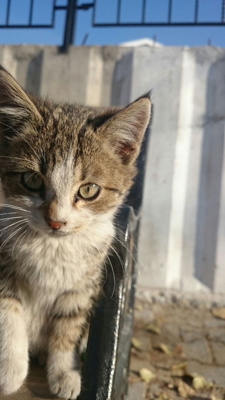 Little Cat