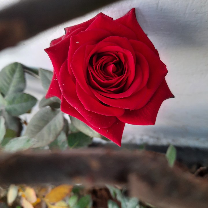 Beauty