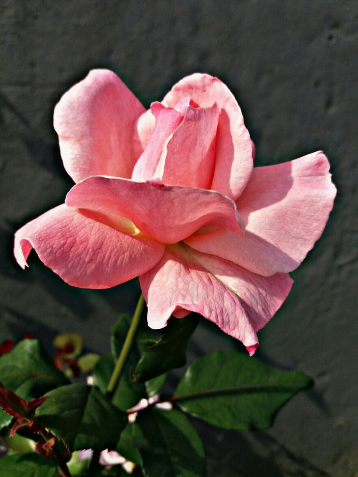Flower rebirth