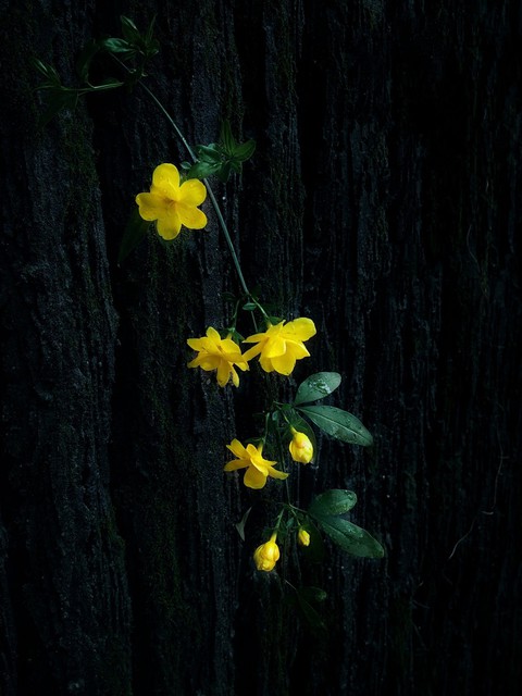 wallflower, wildflower háttérképek