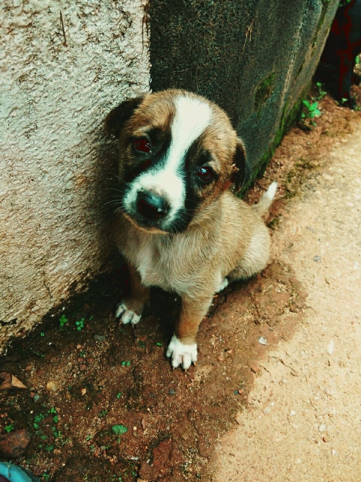 puppy love