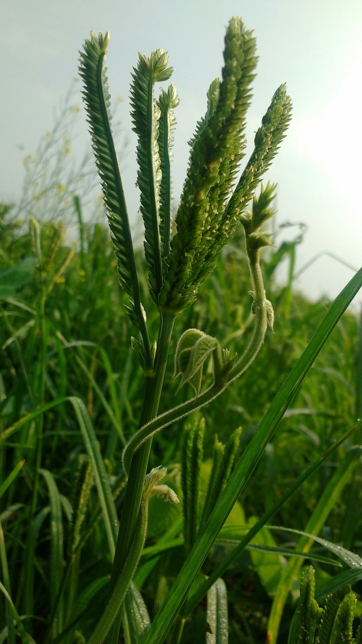 Raagi Bud
