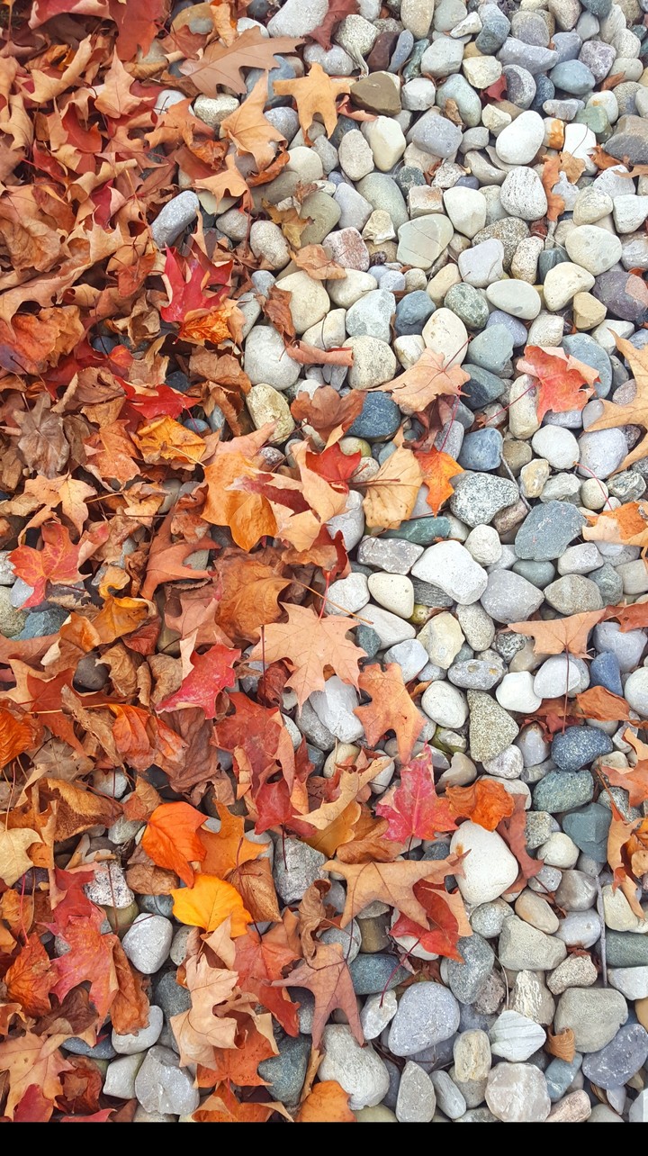 Fall