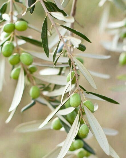 Olive