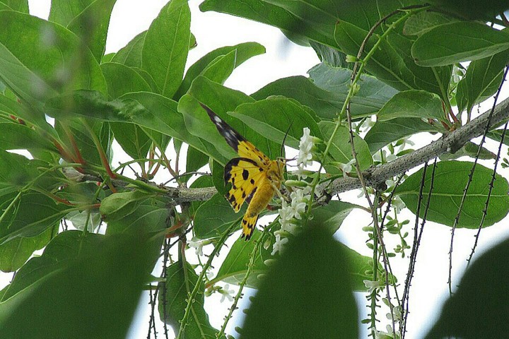 butterfly