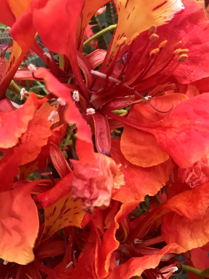 Fiore di fuoco