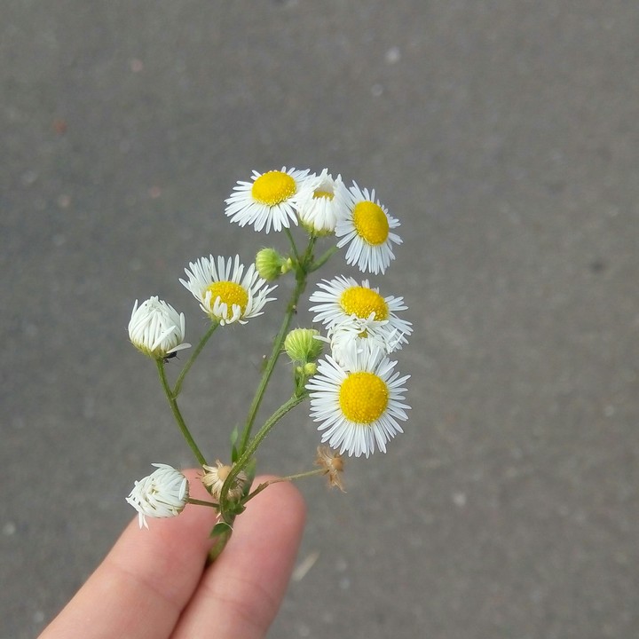 Daisies