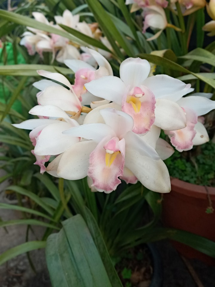 white orchids