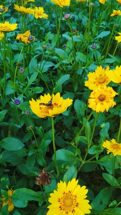 butter flower