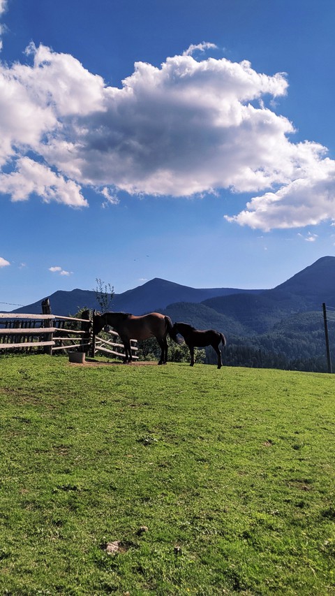 horses