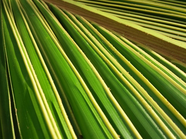 Coconut leaf