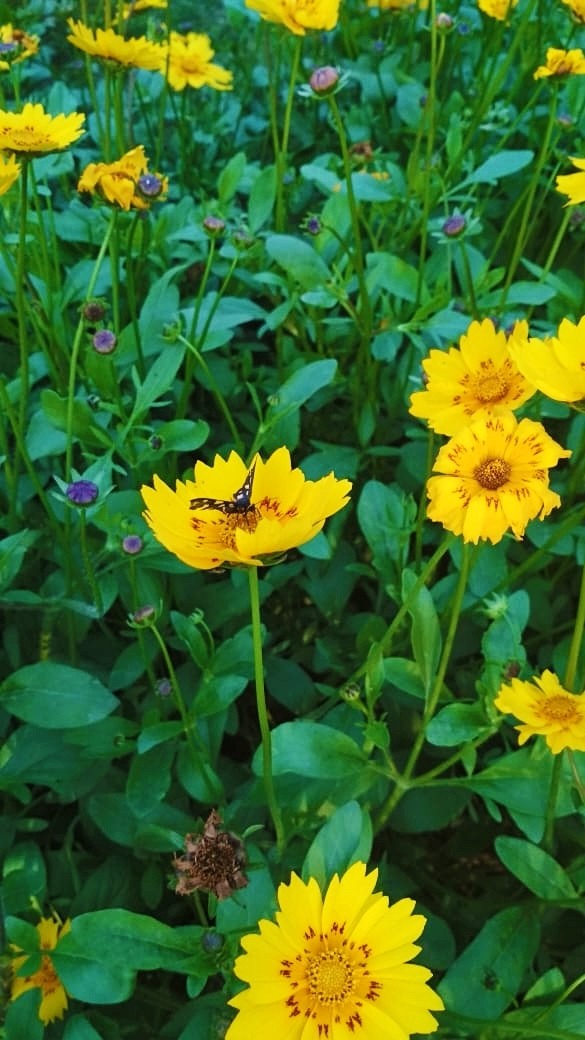 butter flower
