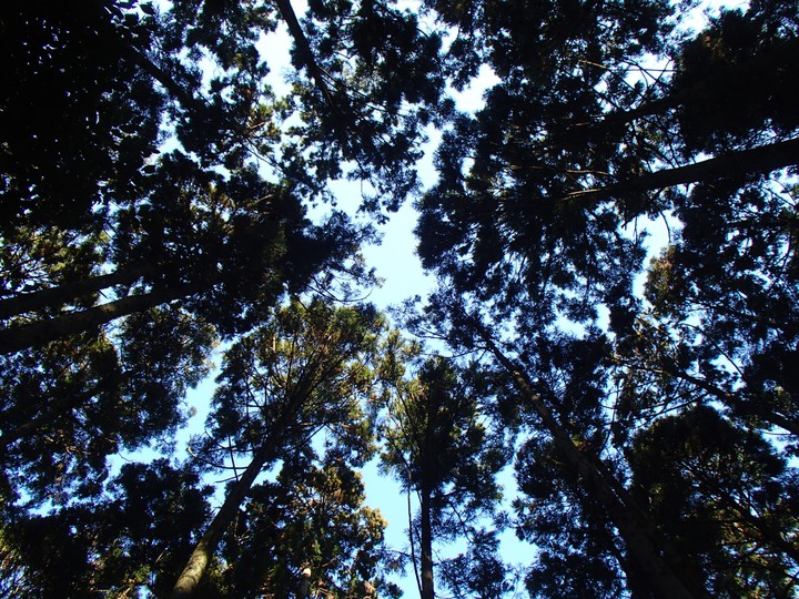 forest