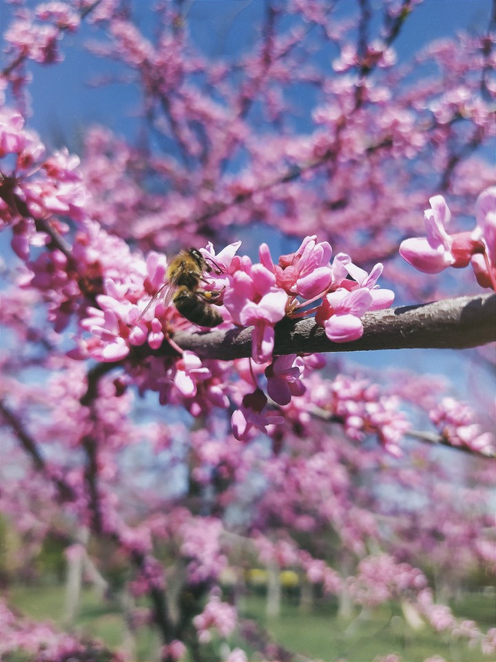 bee